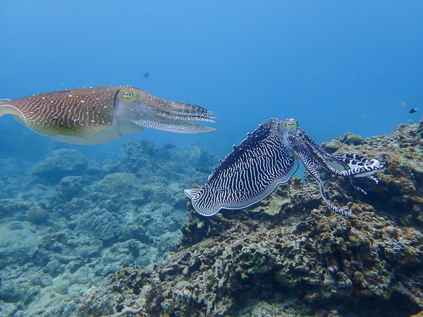 Discover Scuba dives on Rough Sea