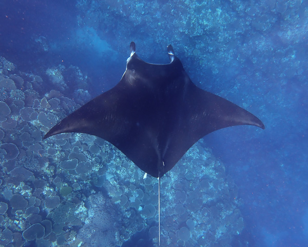 Snorkeling with Manta Rays, So Close!