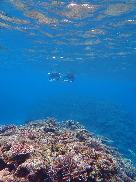 Family Snorkeling