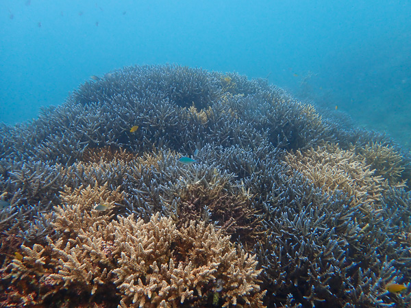 Beautiful Coral Gardens