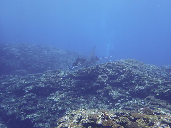 Best Dive Weather this Golden Week