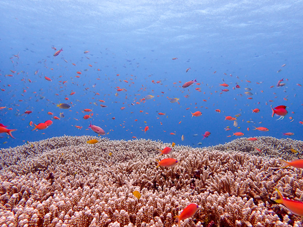 Typical Rainy Season Day in Ishigaki island | Viking Scuba Kabira