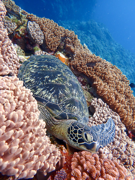 Glimpse of a Manta Ray