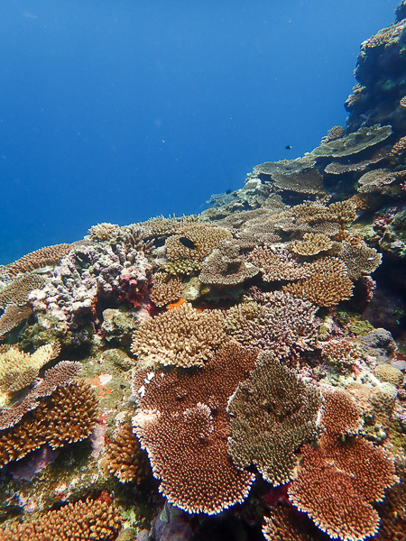 Excellent Weather for Diving