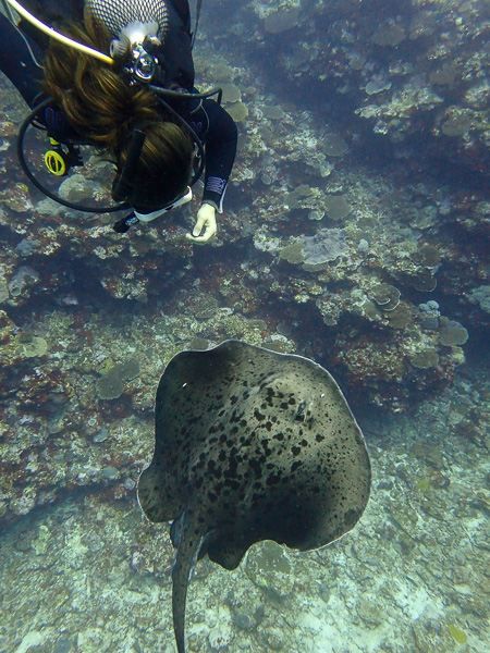 Big Friendly Marble Ray