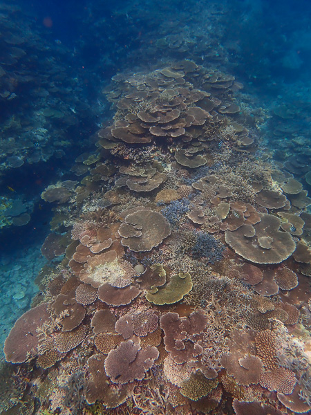 ベタ凪の海でスノーケリング