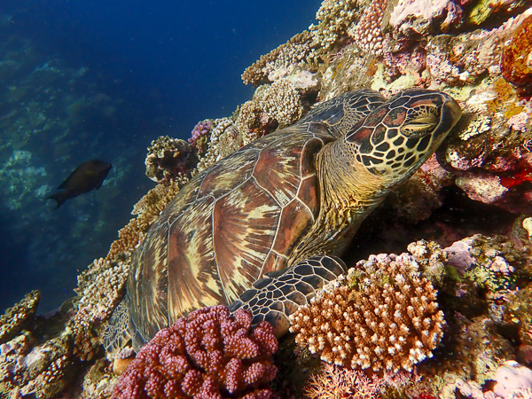 Request for Green Sea Turtles