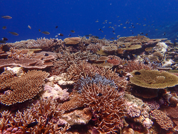 Diving in Kabira