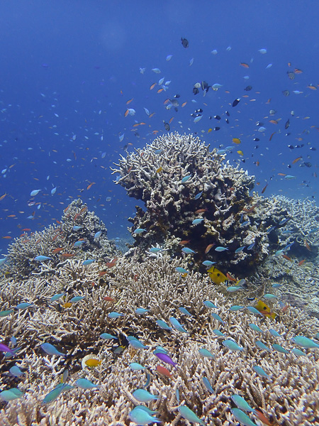 The North Wind is Stronger Today | Viking Scuba Kabira