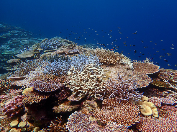 Floating Over the Coral Reefs | Viking Scuba Kabira