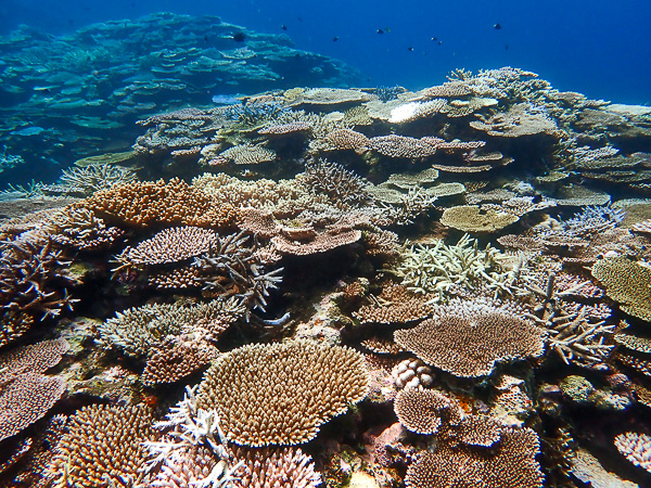 Family Discover Scuba Dives