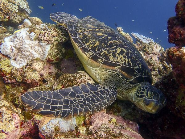 Discover Scuba Dives together with Turtles