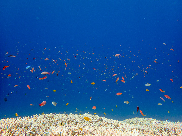 Beautiful Underwater World