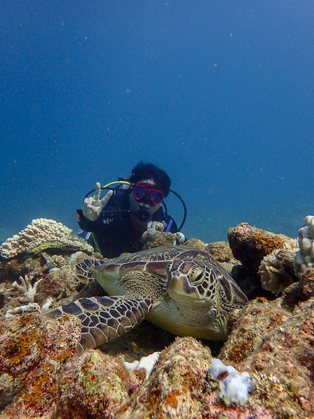 Green Sea Turtle Mania