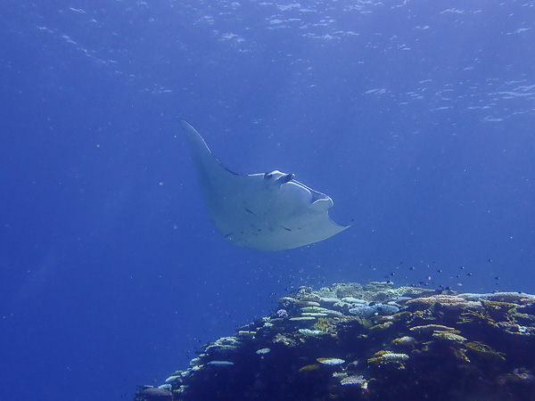 Finally, Manta Rays!