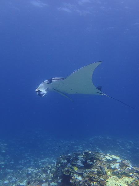 Manta Rays Today Again