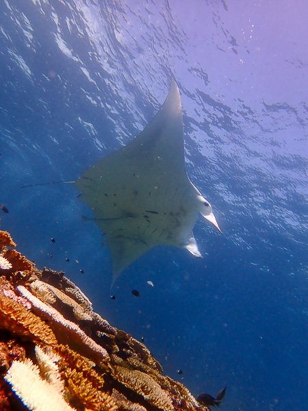 Merry Day Diving and Snorkeling