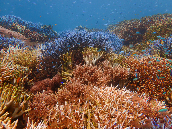 Warm and Sunny Between Dives