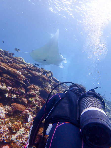 Taking a Chance on the Manta Rays