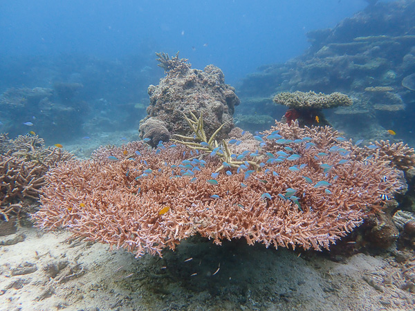 Good Day to be Underwater