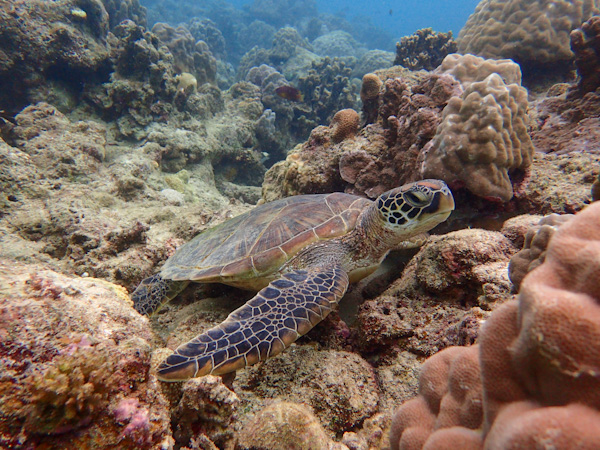 Diving in Osaki area, Ishigaki