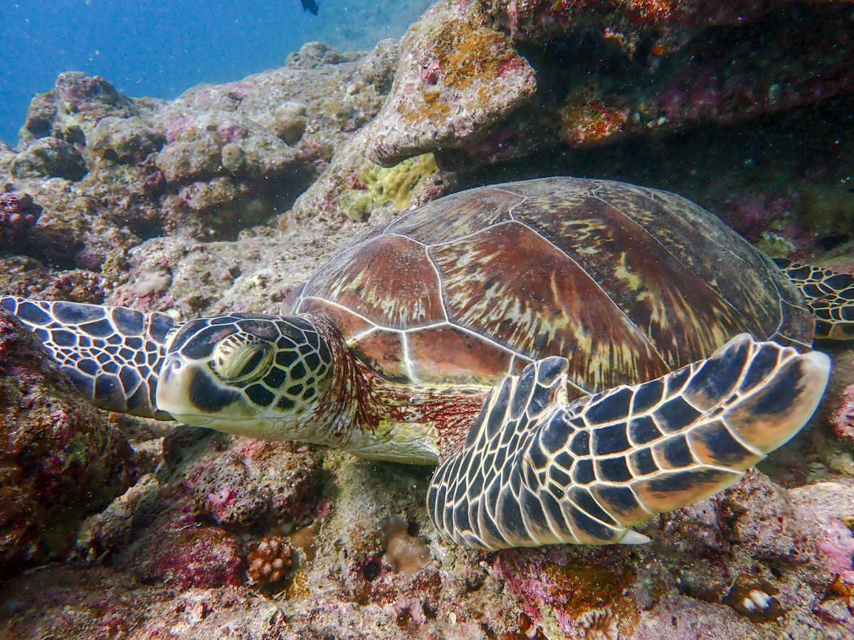 Warm Ocean Dives