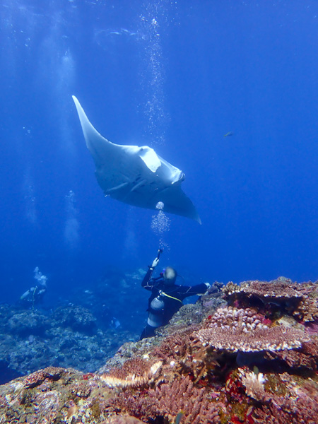 Riding on the South Wind to the Manta Rays