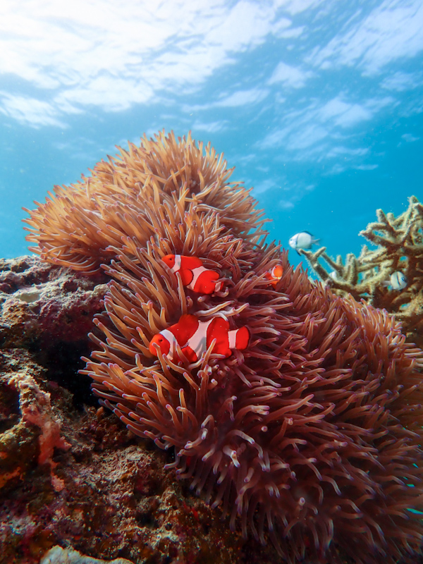 Relaxed Fun Dives