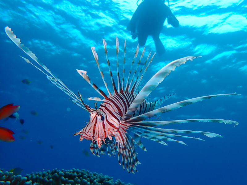 Rain but Underwater is Beautiful