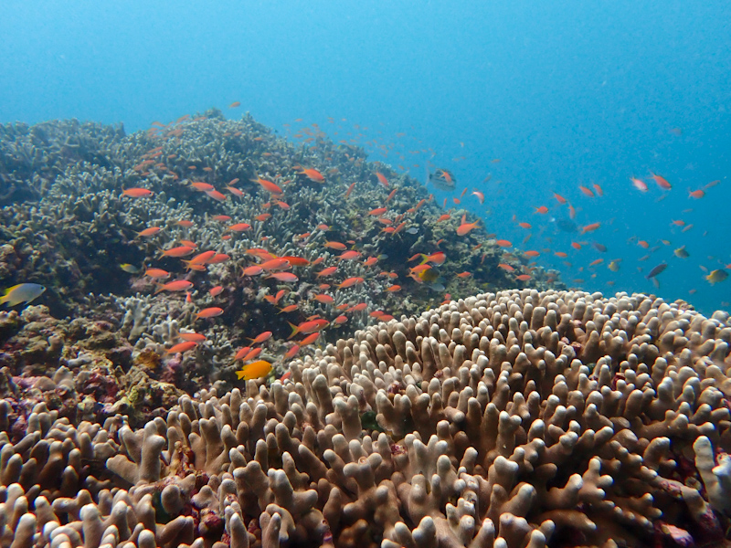 Fun Dives in Strong Wind