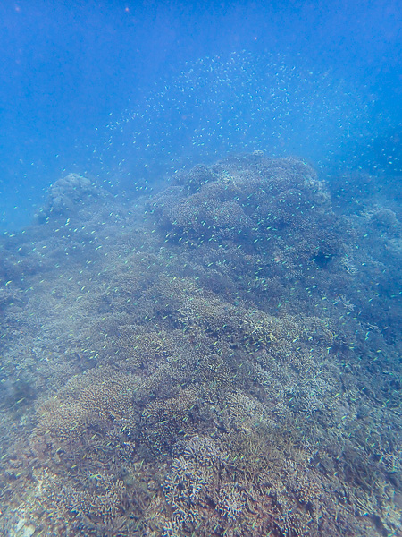 First Snorkeling of the Year