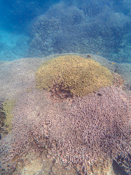 Fine Day for Snorkeling