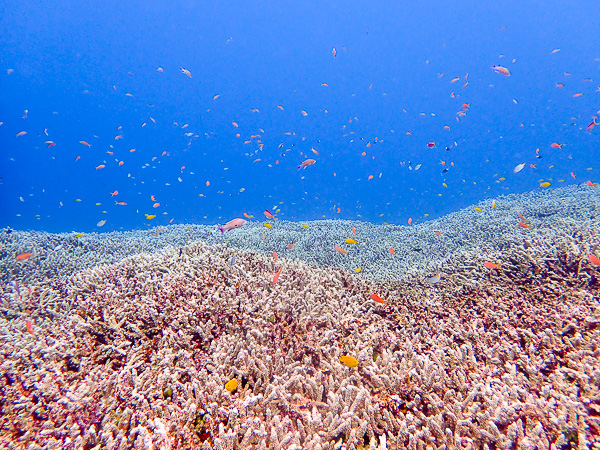 Manta Rays on Open Water Course Dive