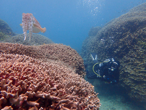 Calm Dives in Ishigaki Osaki Area