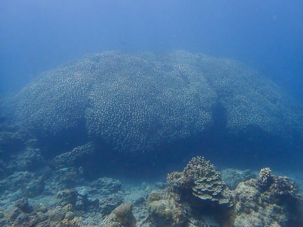 Huge Pavona Clavus Coral