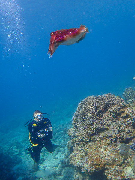 Giant Cuttlefish Luck