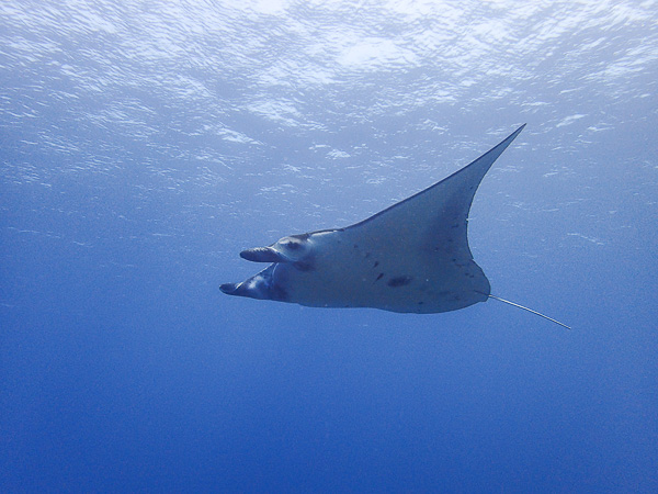 Introduction Dives with Manta Rays