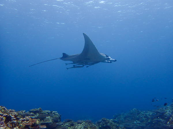 Awesome Visibility on Today’s Dives