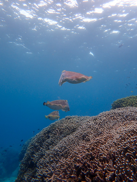 Diving with Lots of Giant Cuttlefish