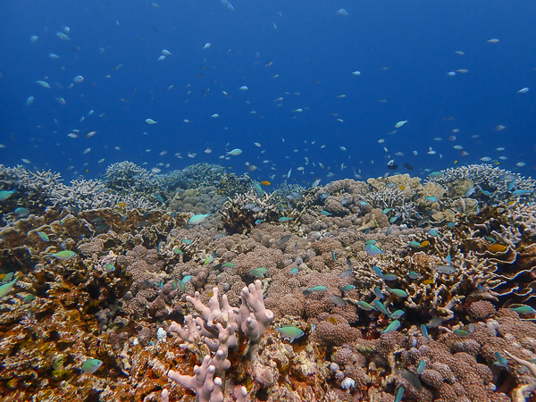 Surrounded by Corals