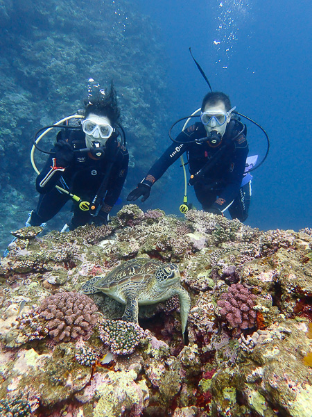 Relaxed Dives with Sea Turtles