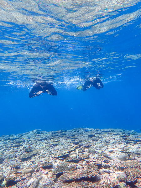 Snorkeling with Manta Rays