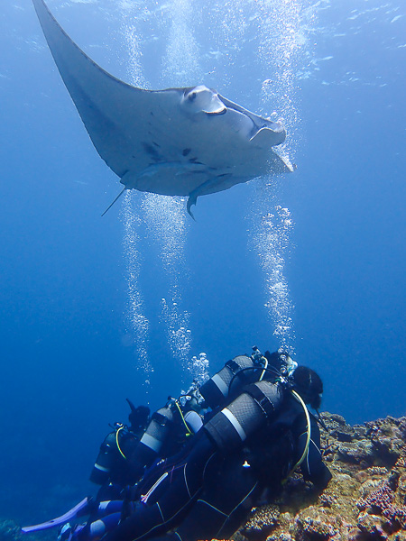 Manta Mania in Ishigaki