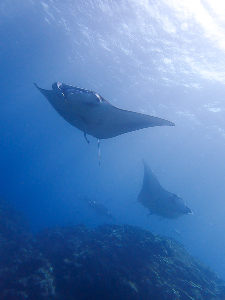 Clear Sky and Manta Rays