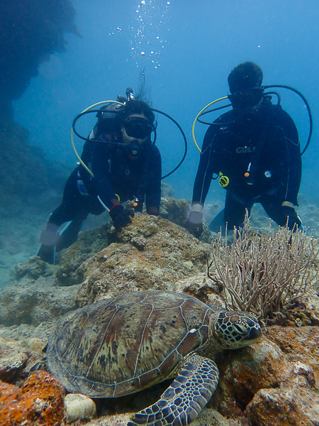 Lots of Marine Life in Osaki Area