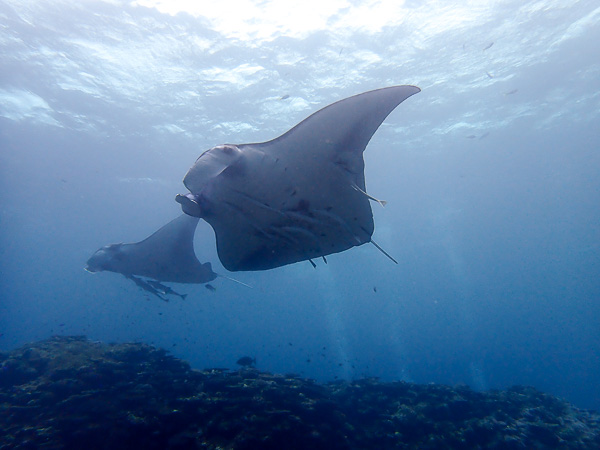 Crossing the Waves to see Manta Rays
