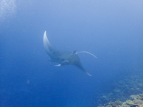 Dives in Kabira Area