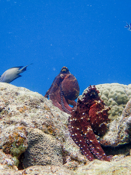 First Time Diving