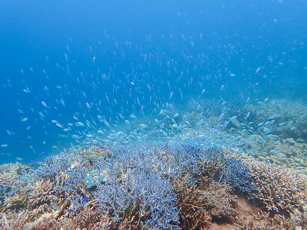 穏やか海が広がる