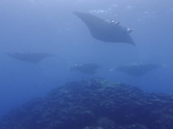 Meeting the Manta Rays